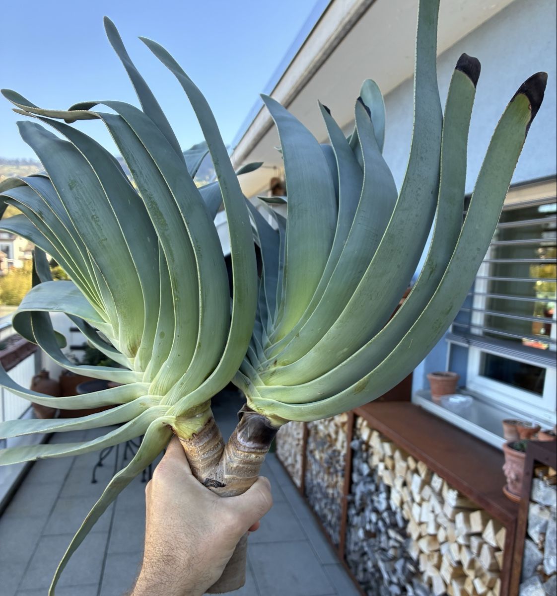 Plantes & graines: Aloe plicatilis – Neuf (Voir description) à Altendorf par Monteiroastrild 5