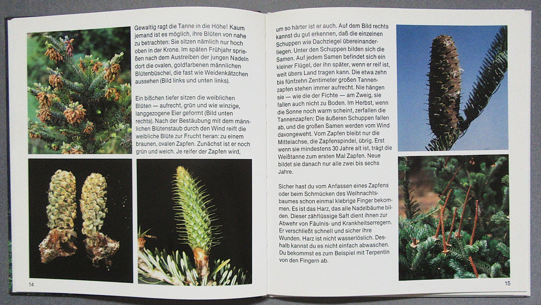 Libri: Der Tannenbaum - Kindersachbuch – Usato da Auenstein venduto da Padabimbim 4