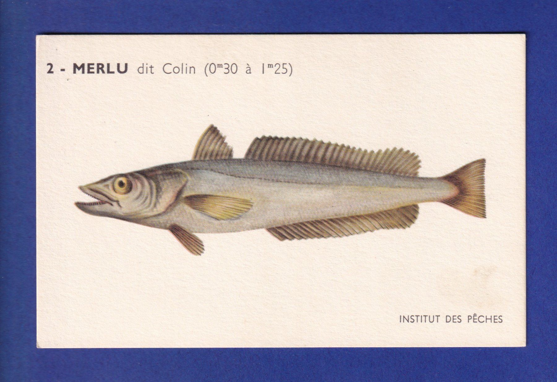 Cartoline postali: Poisson - MERLU dit Colin – Usato da Pully venduto da nicecards-shop