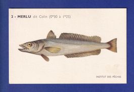 Poisson - MERLU dit Colin
