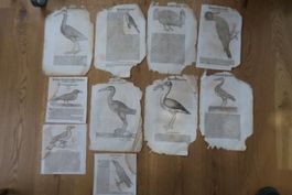 Conrad Gessner 1563 originale Buchseiten