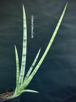 Sansevieria Suffruticosa Frosty Spears - für Deine Sammlung
