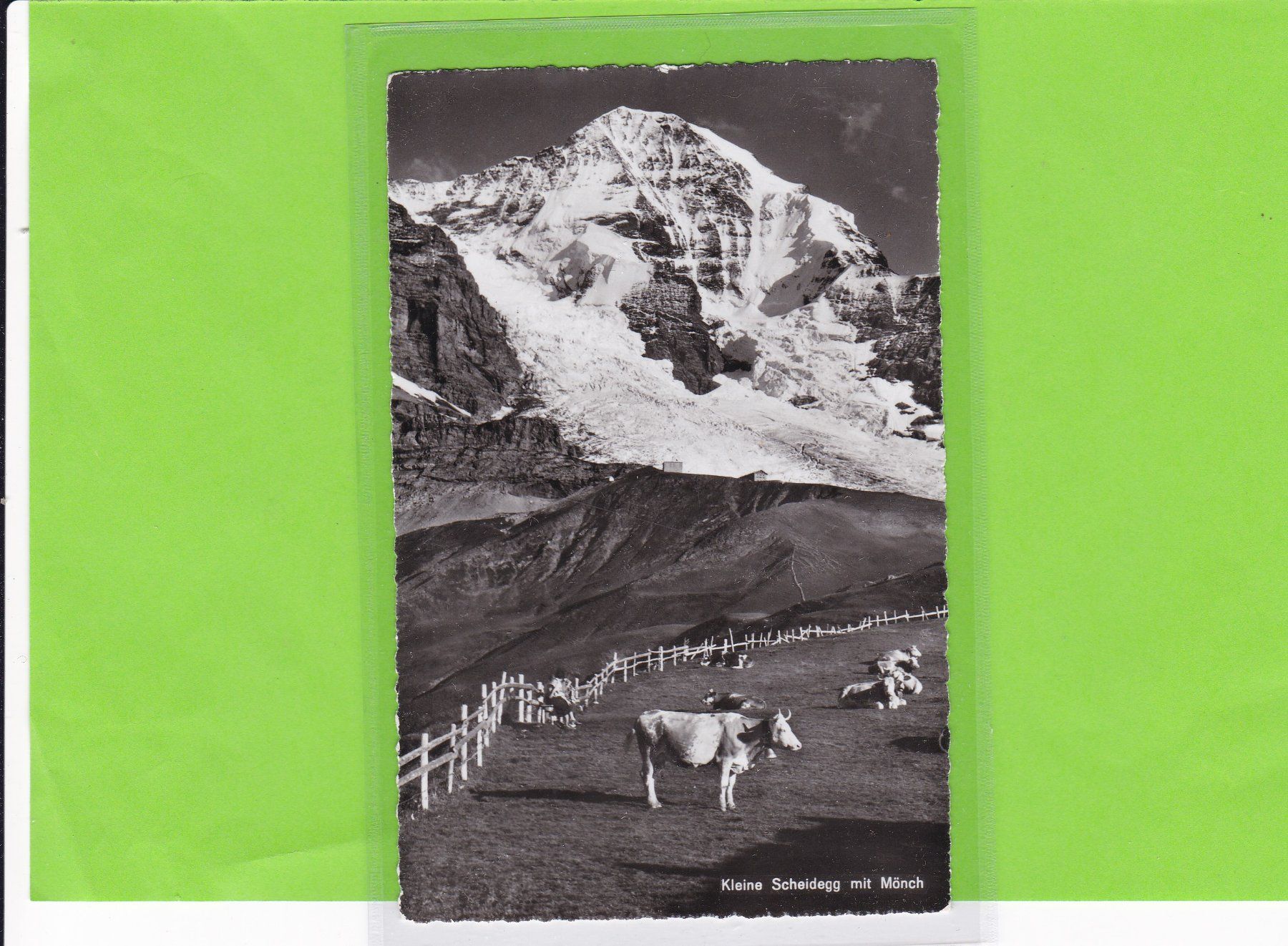 Cartoline postali: Kleine Scheidegg, weidende Kühe – Usato da St. Peterzell venduto da neckertal