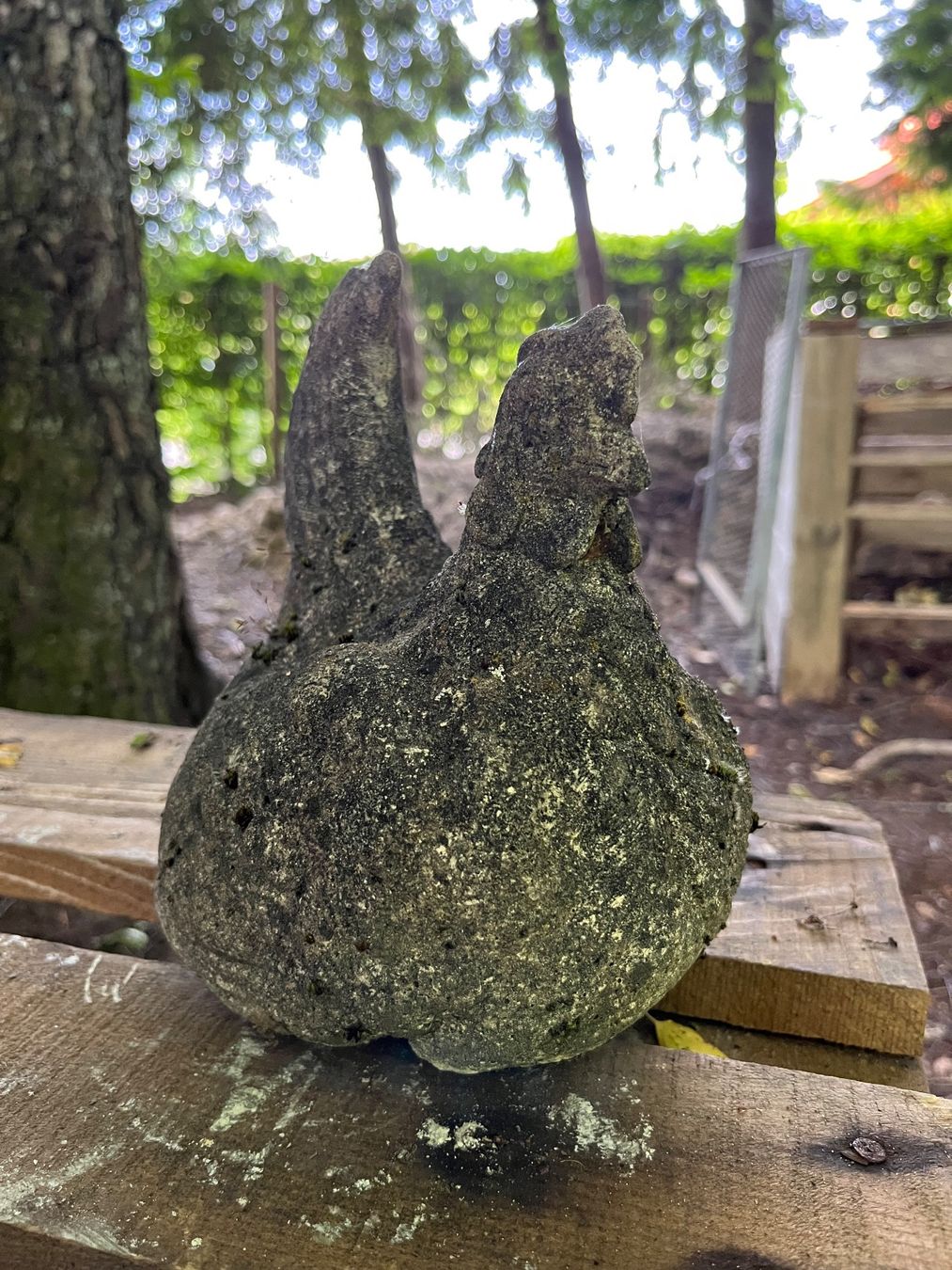 Statuette: Henne, Güggel, Figur, Garten-Dekoration – Usato da Oberentfelden venduto da Fabianbeboux 1