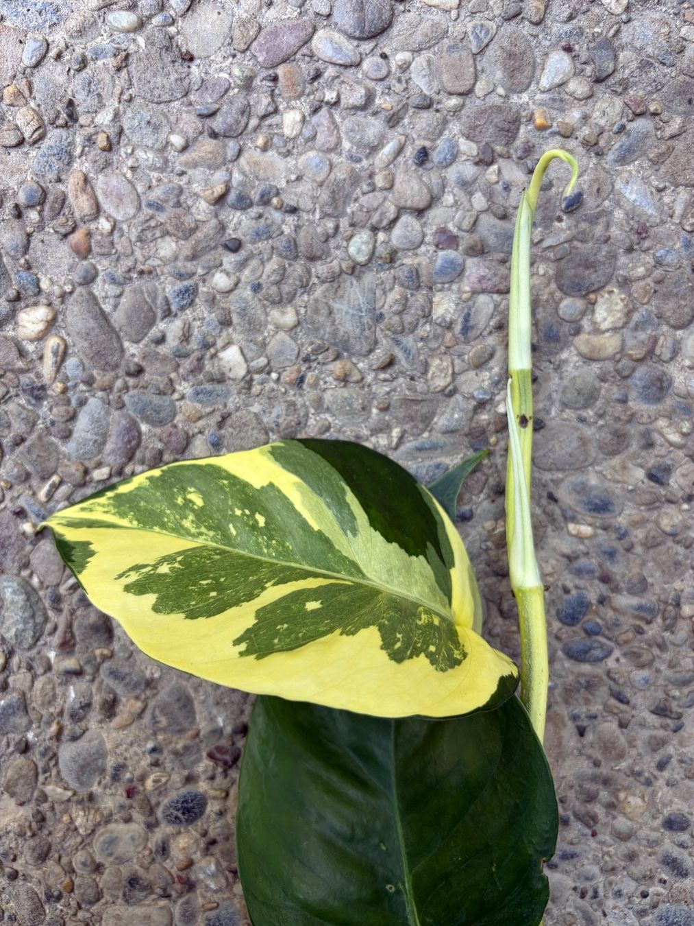 Plantes & graines: Epipremnum pinnatum variegata, Steckling – Neuf (Voir description) à Winterthur par Aniger 2