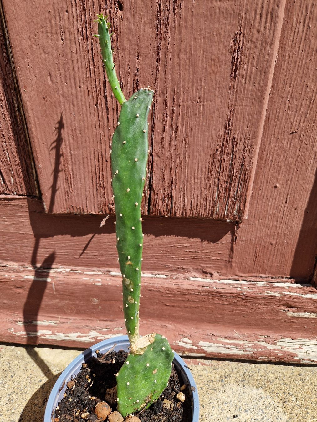 Piante & sementi: Kaktus Opuntia – Usato da Triengen venduto da KittyKat6