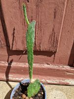 Kaktus Opuntia
