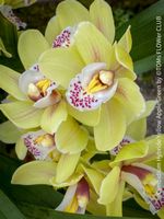 Cymbidium Hybride Yellow Apple Green Orchidee