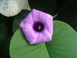 LIANE D'ARGENT (Argyreia Nervosa) 5g