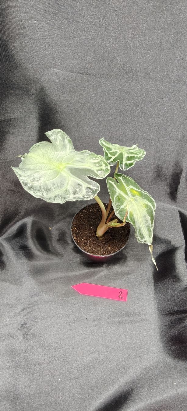 Piante & sementi: plante alocasia venom 2 – Nuovo e nell'imballaggio originale da St-Séverin venduto da harirah