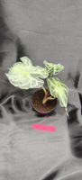 plante alocasia venom 2