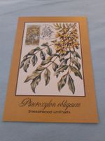 Carte postale botanique rare - Afrique du Sud - Ciskei!