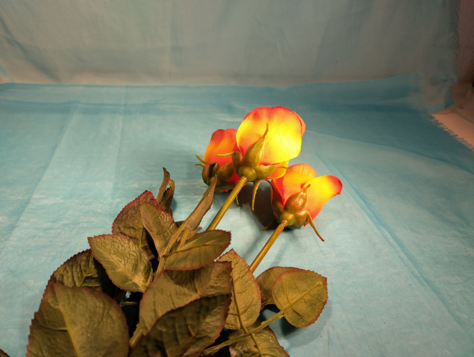 Pflanzen & Samen: 3 Rosen, orange-gelb, L: 70cm – Neu (gemäss Beschreibung) aus Bellach von JingleCherry 2
