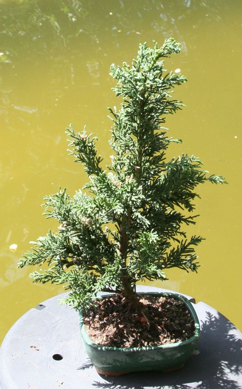 Piante & sementi: BONSAI  -  Zypresse – Usato da Gretzenbach venduto da Sikim 1
