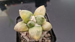 Ariocarpus Retusus cv. Maruibo f. Variegata (Auf Ornatum)