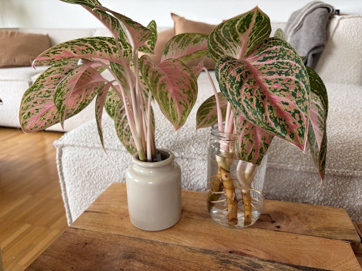 Pflanzen & Samen: Aglaonema Coco Melon Stecklinge mit Wurzeln – Gebraucht aus Baar von annasorbian 4