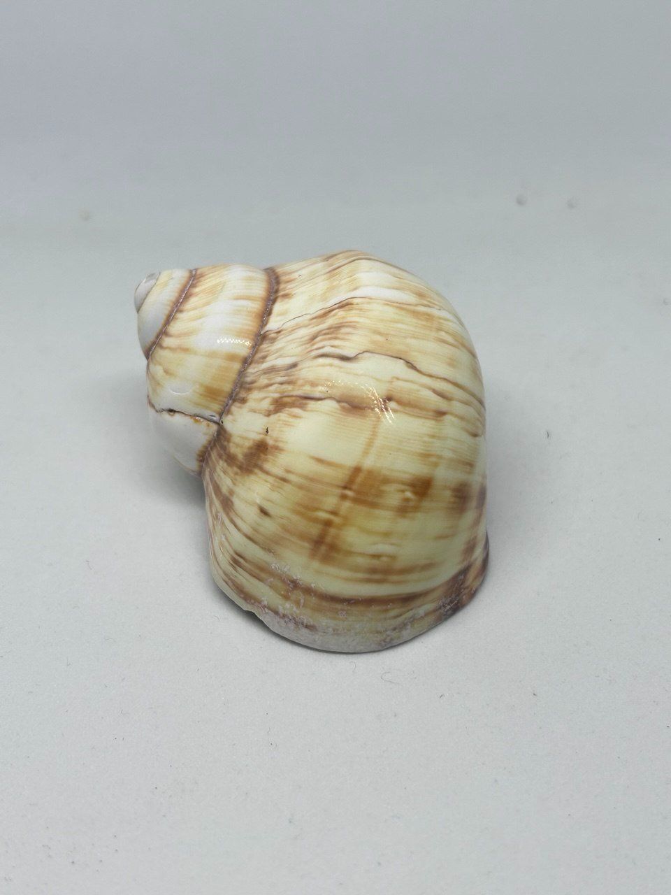 Fossili: Conchiglia Natica Vitellus 6.5 cm circa – Usato da Giubiasco venduto da LorisVale 1