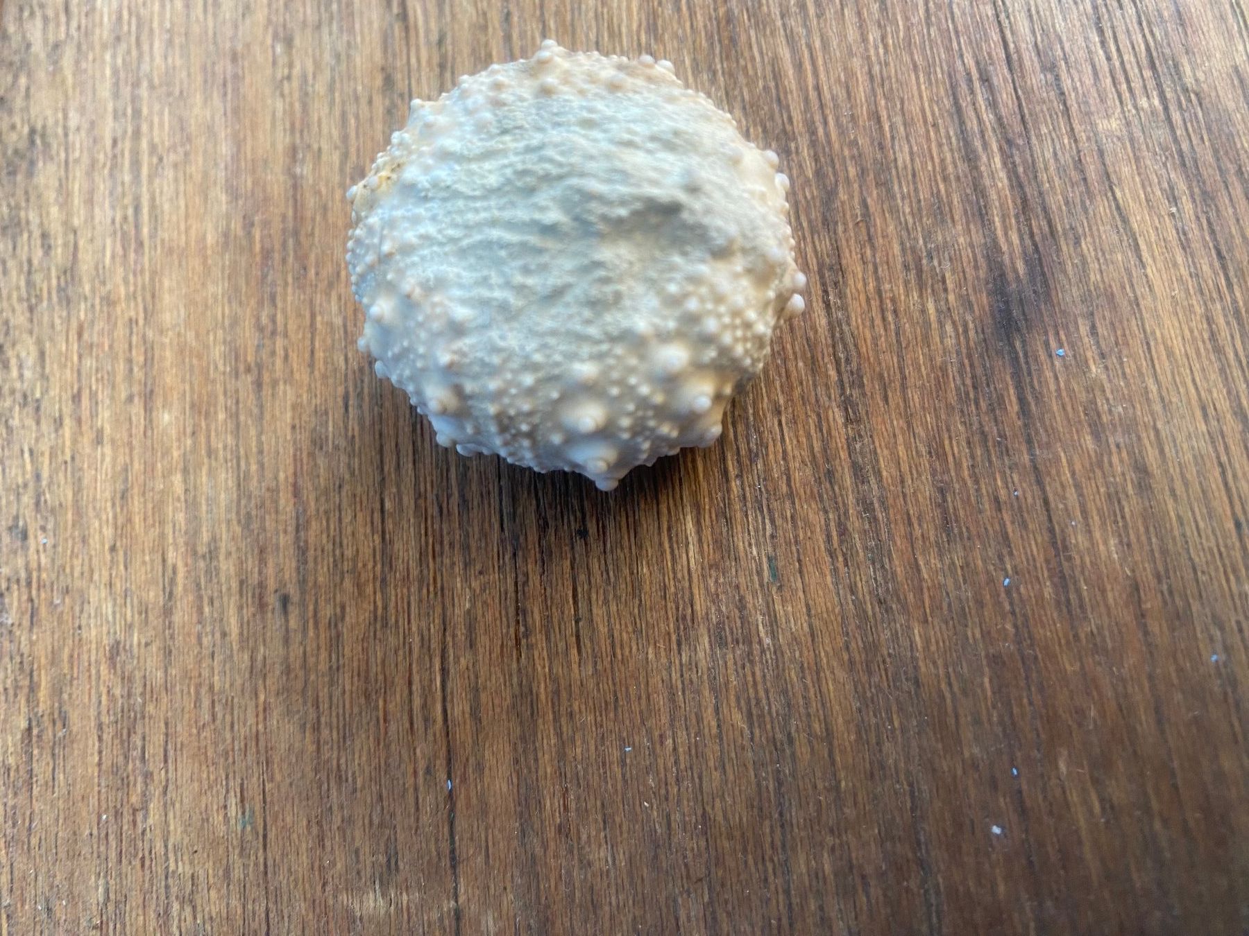 Fossiles: Fossiler Seeigel (Echinoidea) – D'occasion à Möhlin par Glunggi 1