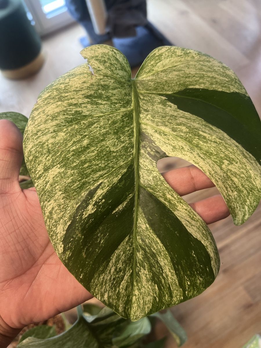 Pflanzen & Samen: Monstera Jungle mint – Gebraucht aus Meilen von THE_SWISS_PLANTS