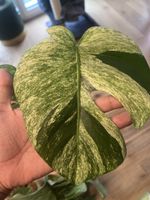Monstera Jungle mint