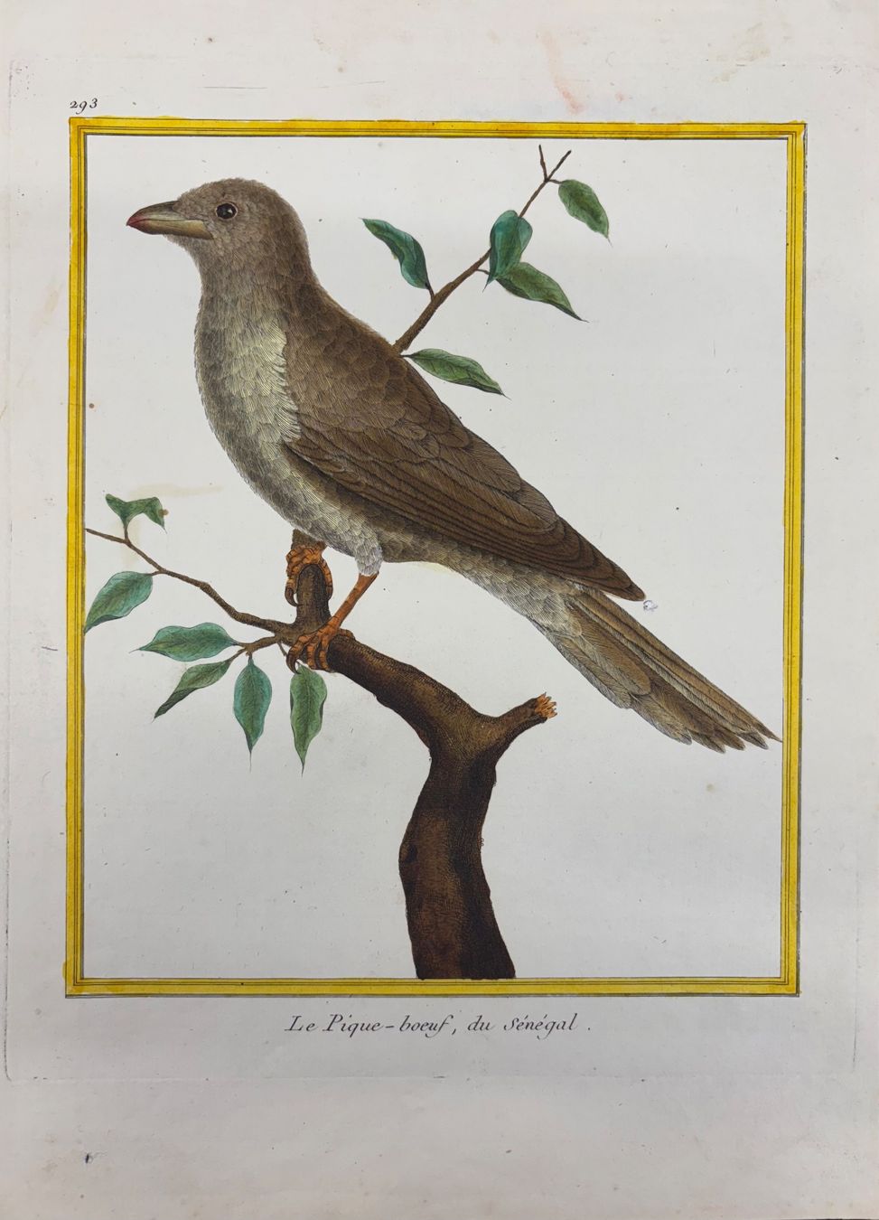 Libri: Histoire Naturelle, Buffon – Usato da liebefeld venduto da RolandBern
