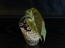Alocasia Sedenii Aurea