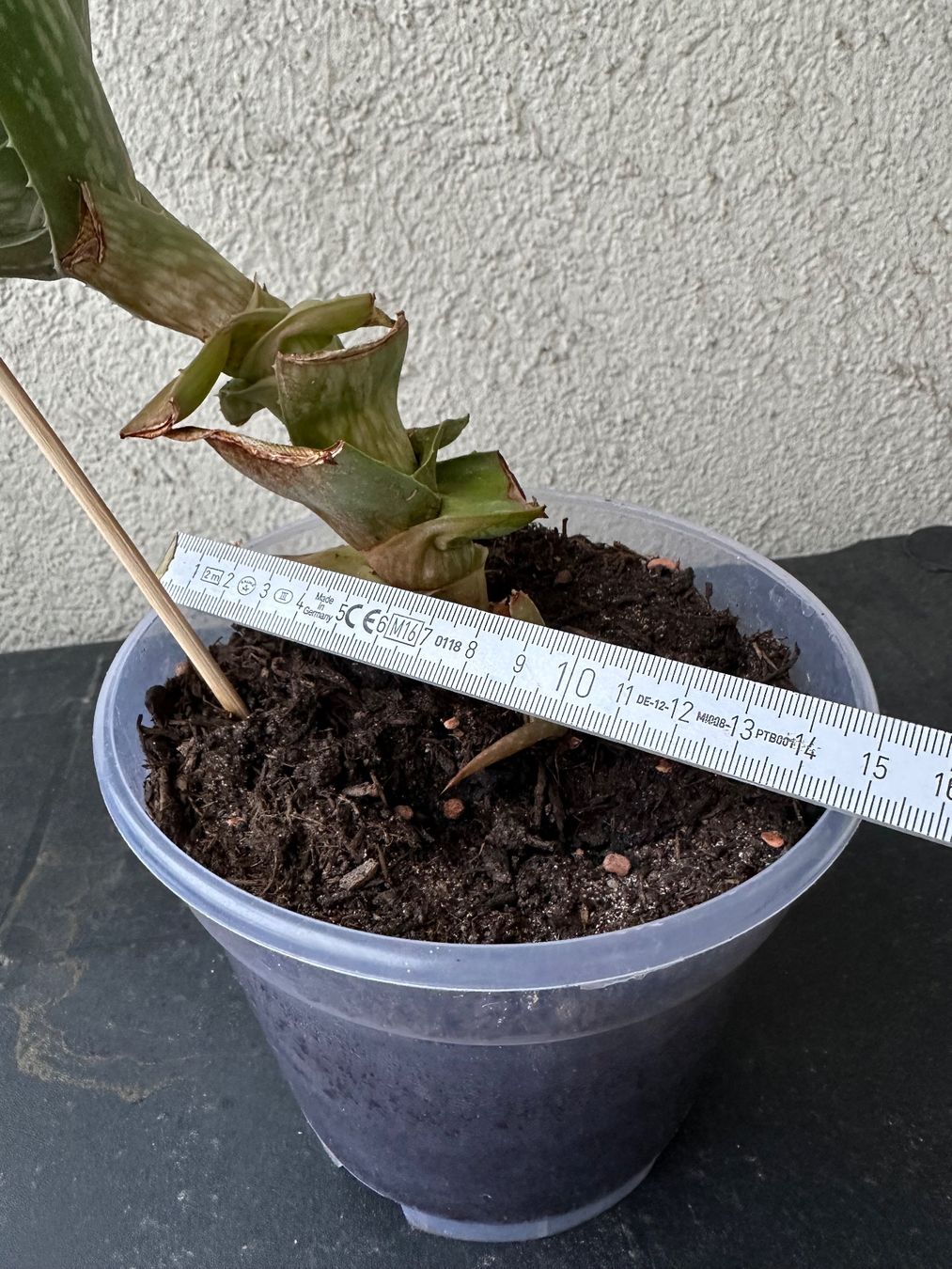 Plantes & graines: Aloe Vera – D'occasion à Zürich par ong8 2