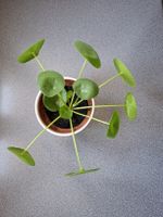 Pilea peperomioides Ufopflanze in weissem Topf gesund