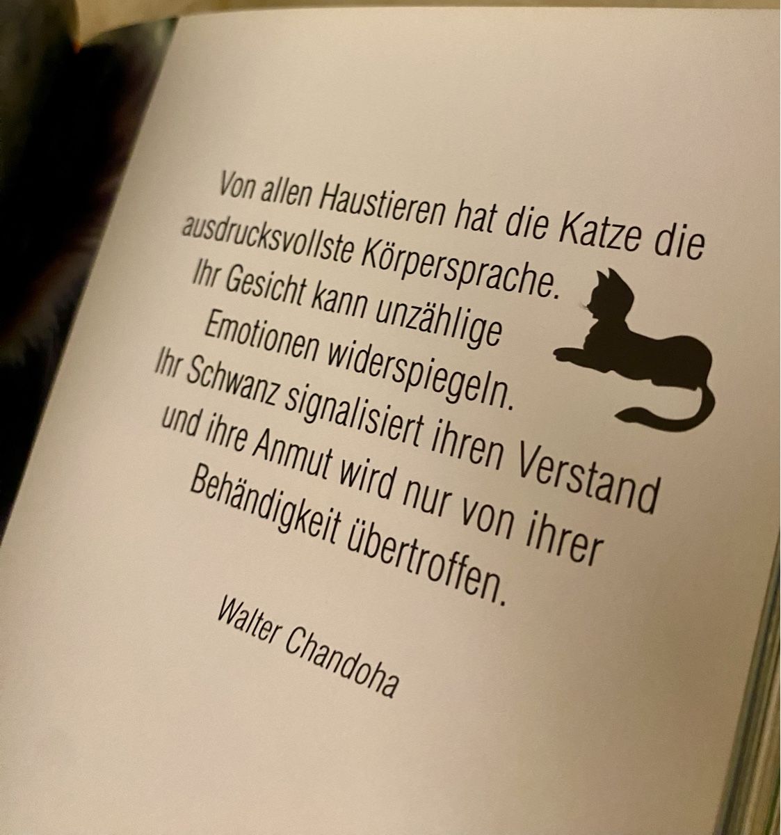 Libri: Bilder Buch Katzenrassen – Nuovo (secondo la descrizione) da Lyss venduto da Sibella56 3