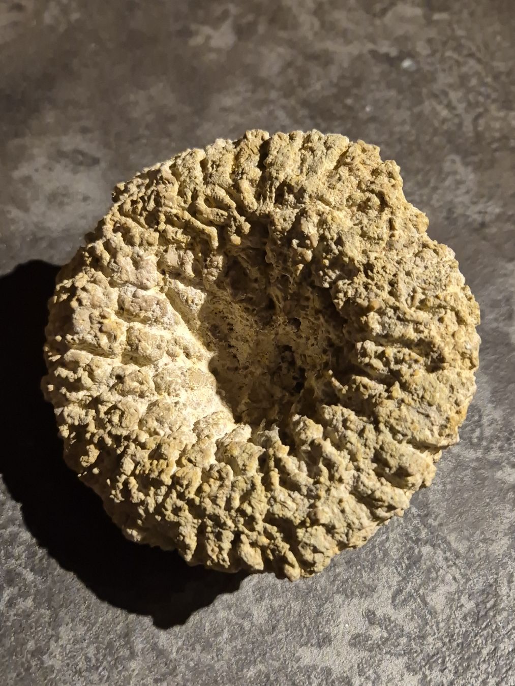 Fossili: Fossil/Versteinerung – Nuovo (secondo la descrizione) da Abtwil SG venduto da Adler770 1