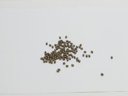 150 Metall Zwischenperlen Bicone (206)