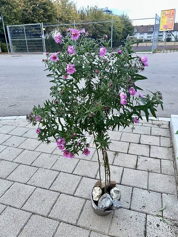 Piante & sementi: Aster Bäumchen  – Nuovo e nell'imballaggio originale da Frauenfeld venduto da ire_q29k 3