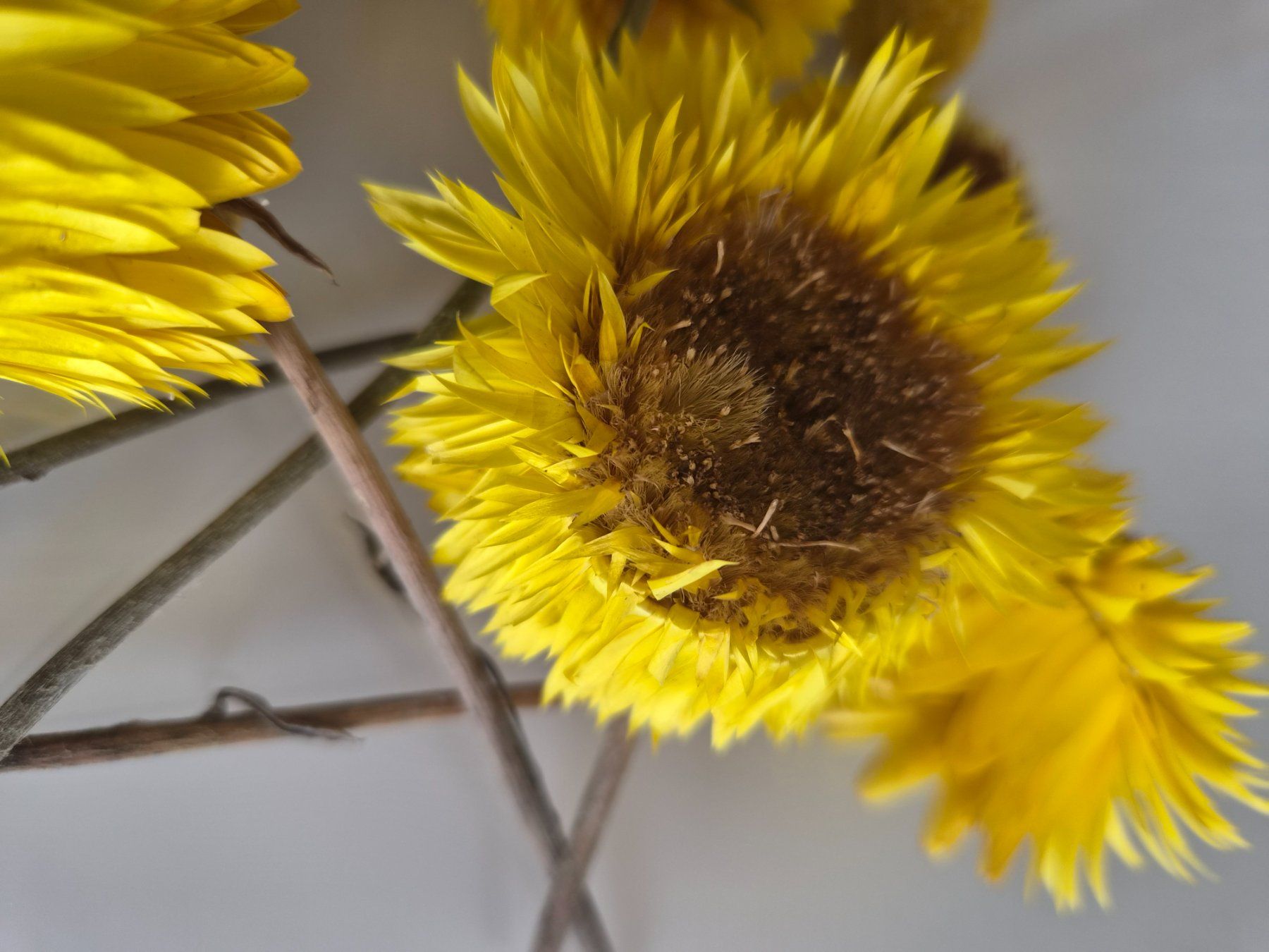 Tutte le decorazioni: Trockenblumen Gelb – Usato da Erstfeld venduto da tan_ddw8 1