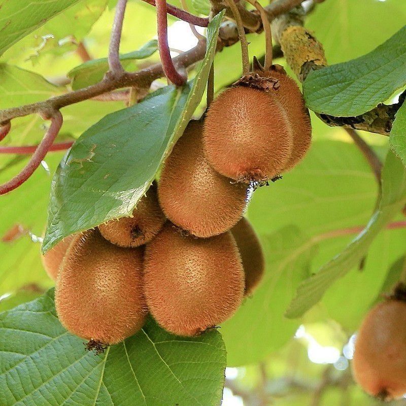 Piante & sementi: Kiwi AUTOFERTILE  2x 20-30cm – Nuovo (secondo la descrizione) da Bremblens venduto da FIBONACCI369 1