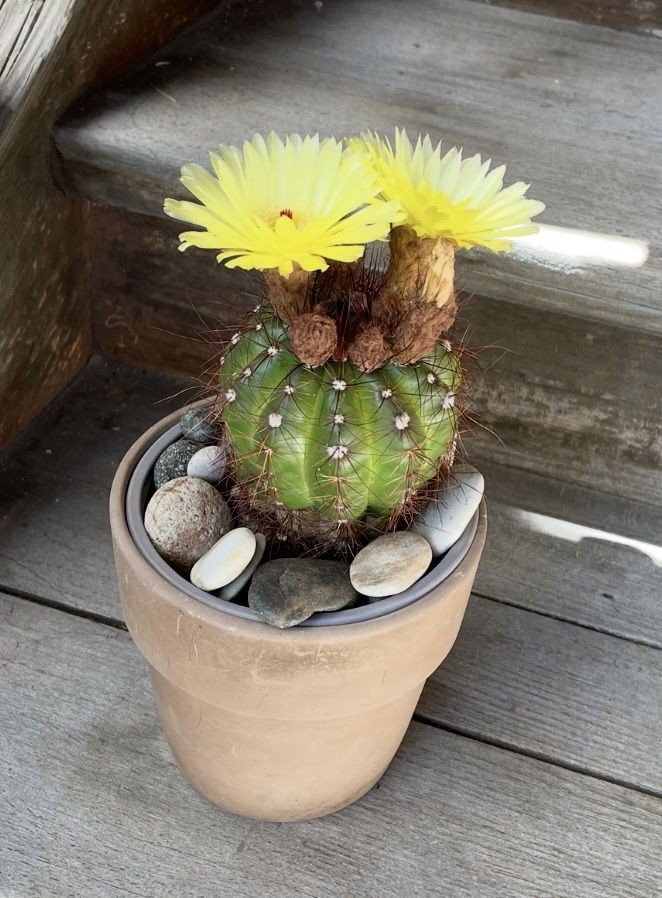 Plantes & graines: Kaktus gelb blühend – Neuf (Voir description) à Dierikon par Wale71 4