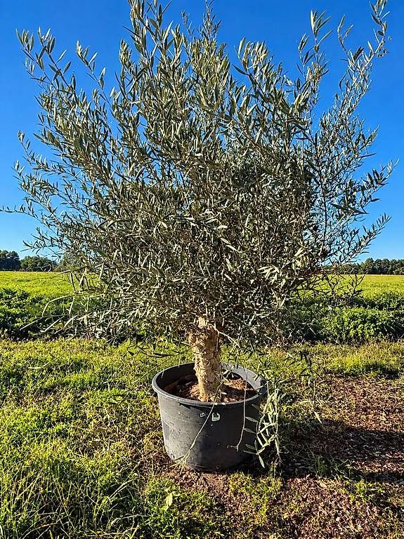 Piante & sementi: Olivenbaum Nr. 1 "Winterhart" – Nuovo e nell'imballaggio originale da Zuckenriet venduto da Thur_Plant 3