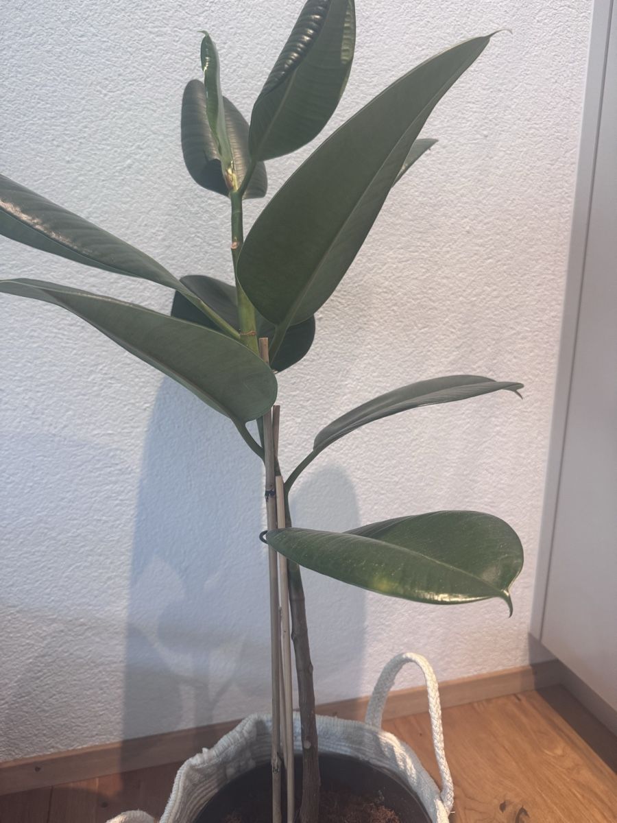 Piante & sementi: Grosse ficus elastica – Usato da Brig venduto da dit_d5mn 2