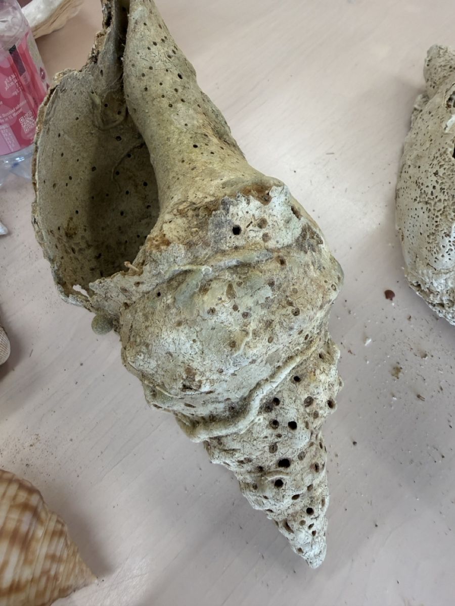Tutte le decorazioni: Echte grosse Muscheln  – Usato da Zuzwil SG venduto da Pomy 4