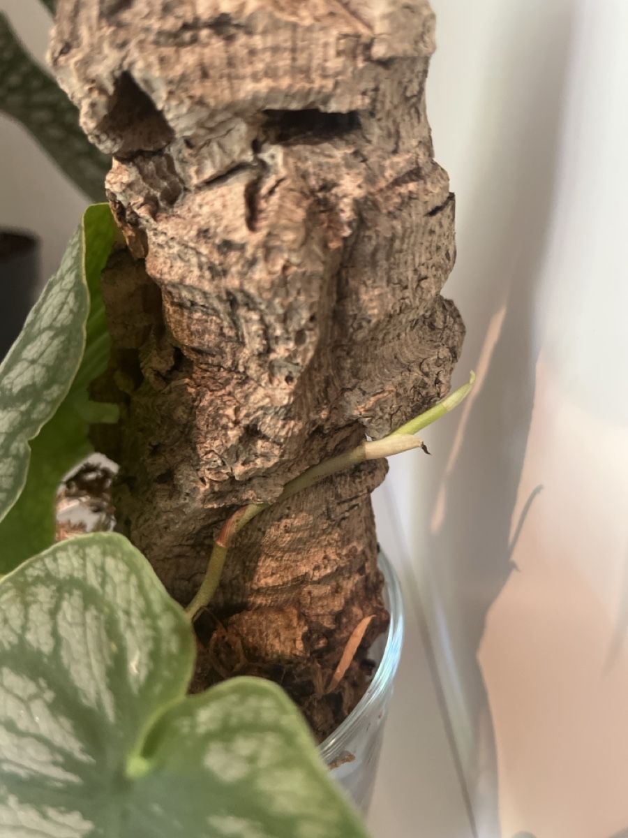 Piante & sementi: Monstera Dubia  – Usato da geroldswil venduto da Mimisa 1