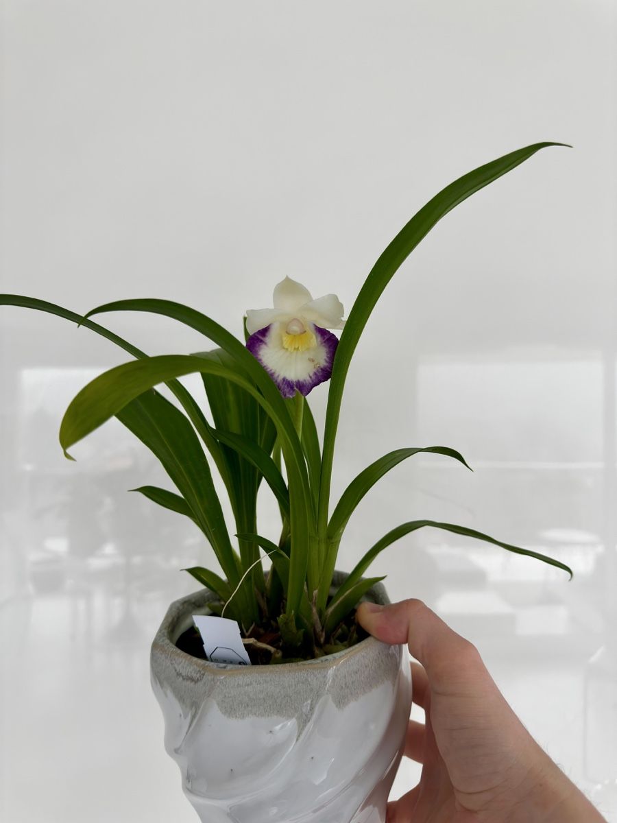 Piante & sementi: Cochleanthus orchid – Usato da Lugano venduto da The_Botanists