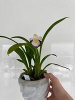 Cochleanthus orchid