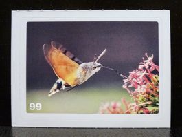 MIGROS MANIA Nature Detectives Nr. 99