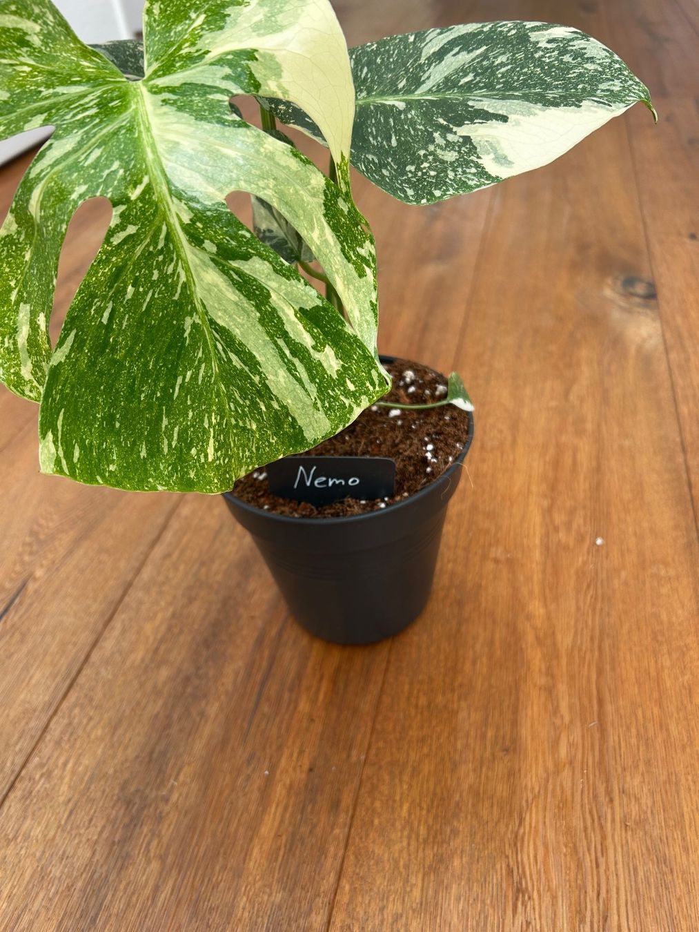 Piante & sementi: Monstera Thai Constellation💚 – Usato da Wattwil venduto da Mikesplantshop 2