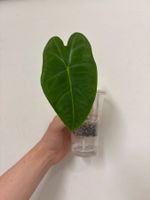 😍 Alocasia Frydek Baby (Nr. 3)