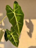 Alocasia micholitziana Frydek Green on Green Variegata- Corm