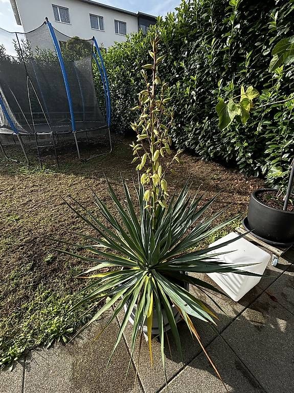 Piante & sementi: Yucca Palme  – Nuovo e nell'imballaggio originale da Oensingen venduto da kikomad 4
