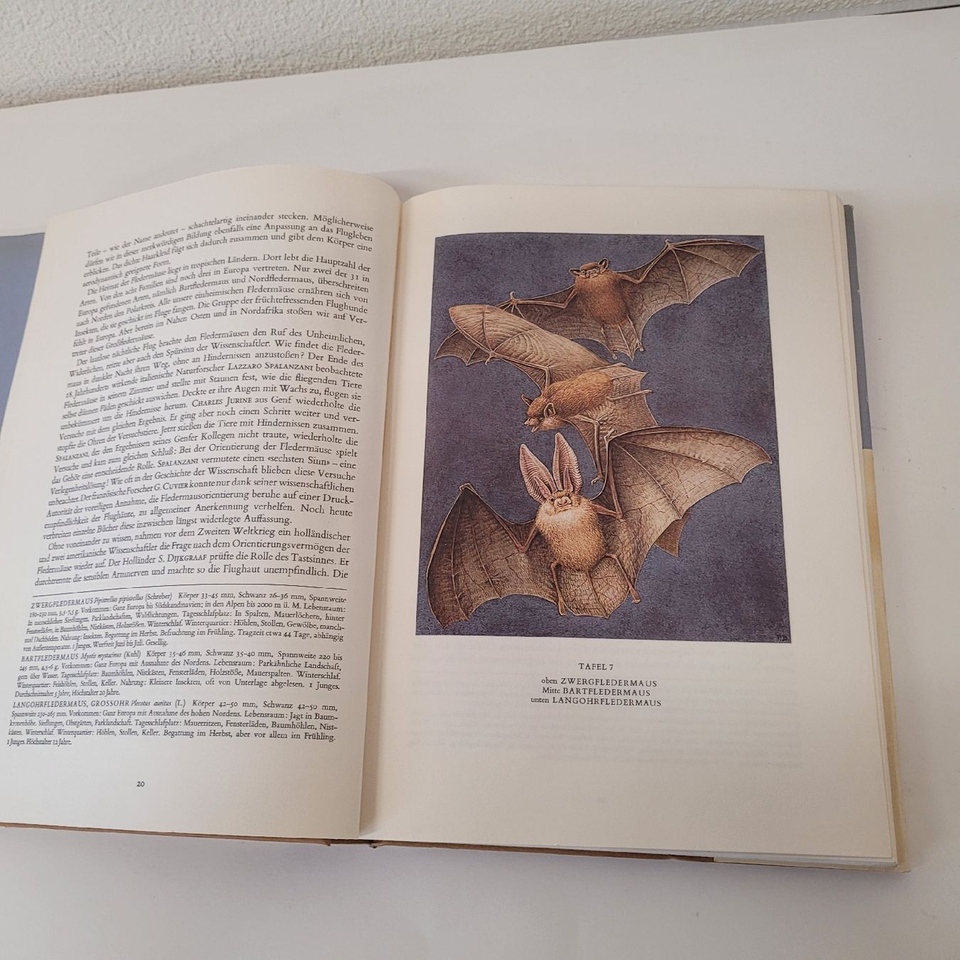 Bücher: buch säugetiere europas – Gebraucht aus Reichenburg von AK307 1