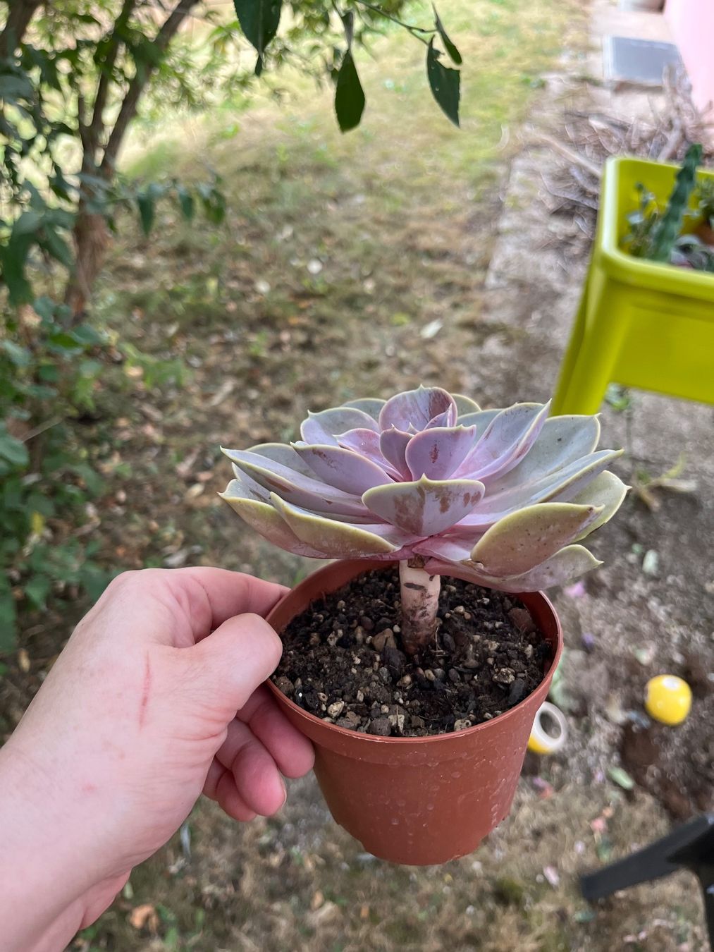Pflanzen & Samen: Belle echeveria – Gebraucht aus Porrentruy von Madamebovary 3