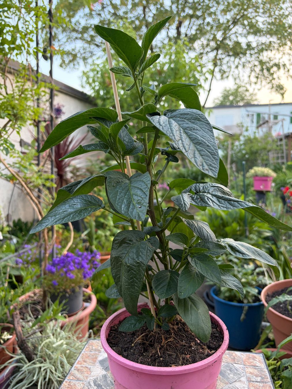 Pflanzen & Samen: Melonenbirne, Pepino, Solanum muricatum – Neu (gemäss Beschreibung) aus Winterthur von Aniger 1