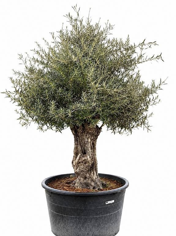 Piante & sementi: Olivenbaum "Olea Europea 01" – Nuovo (secondo la descrizione) da Zuckenriet venduto da Thur_Plant